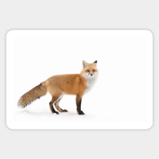 Red Fox - Algonquin Park Sticker